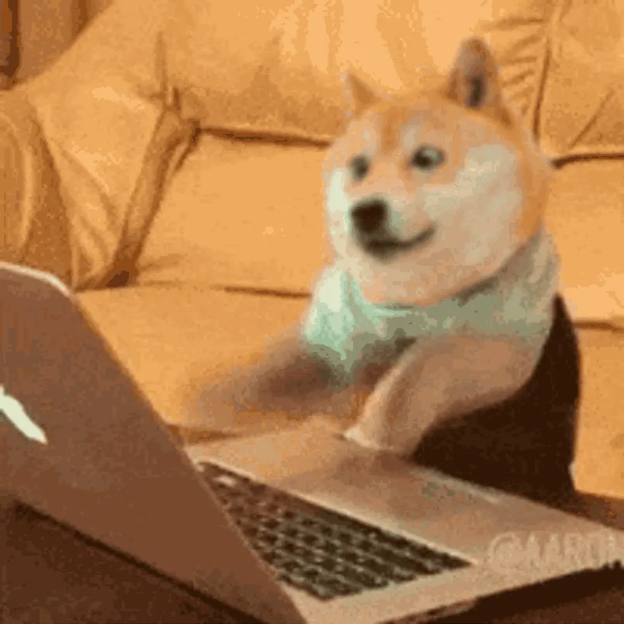 dog